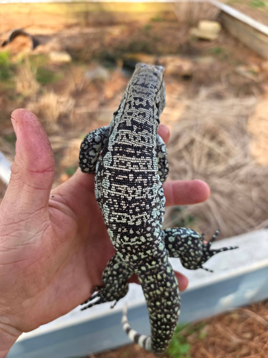 Female Blue Tegu- Genie X Skylar