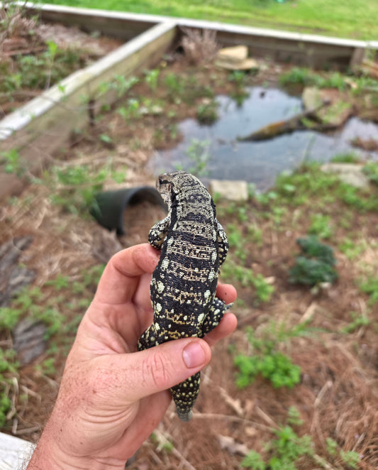 Female Blue Tegu 100% Het Albino- Tsunami x Luna