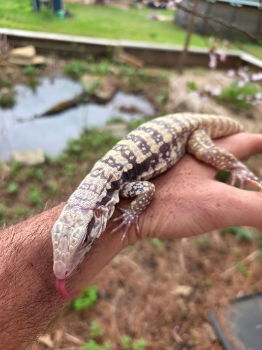 Female Blue Albino Tegu- Tsunami x Luna