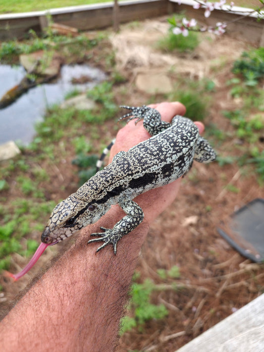 Male Blue Tegu- Aang x Tails
