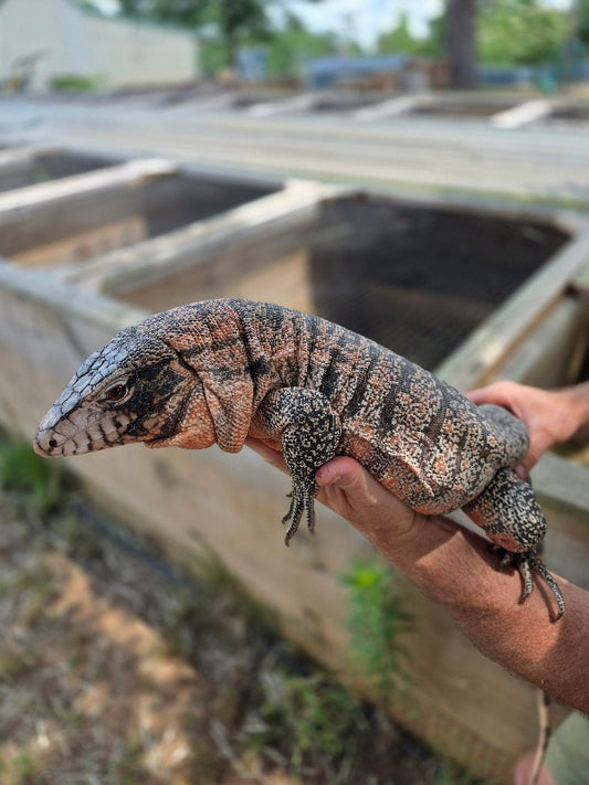 Tribrid Tegu- Rajah x Trinity
