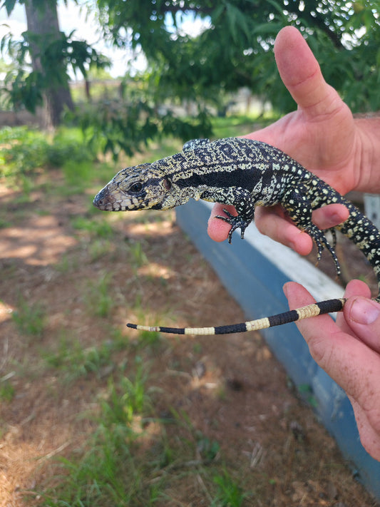 Male Blue Tegu- Legacy X Destiny