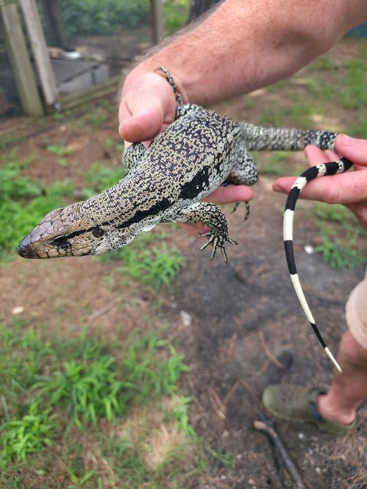 Female Blue Tegu- JJ x Tiffany