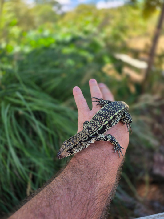 Male Blue Tegu - Stripes X Trixie
