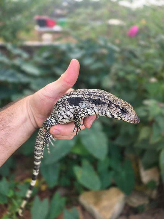 Male Blue Tegu - Stripes X Trixie