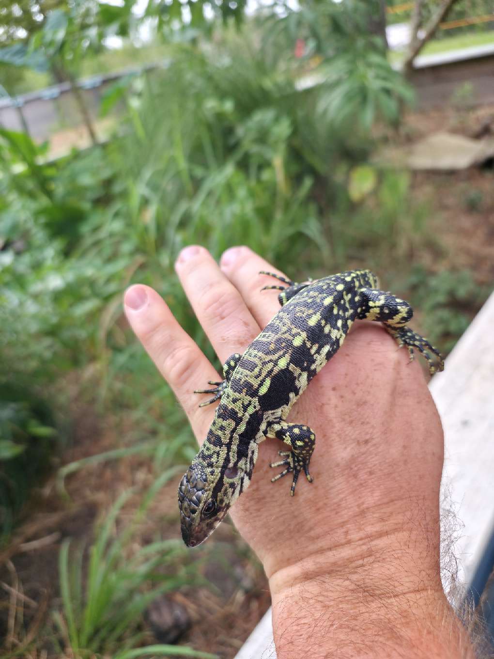 Female Blue Tegu - Stripes X Peggy