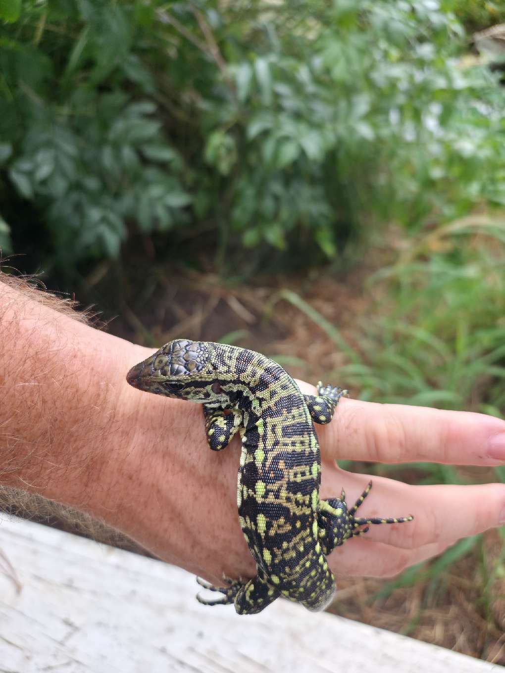 Female Blue Tegu - Stripes X Peggy