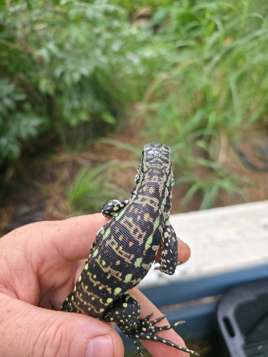 Blue Tegu - Stripes X Peggy 3