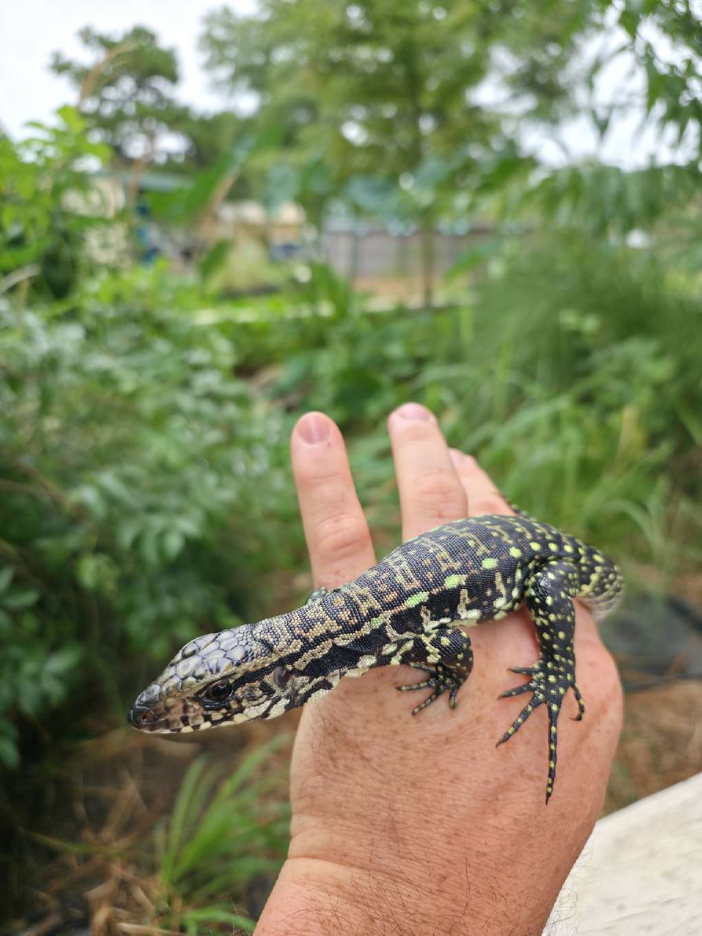 Blue Tegu - Stripes X Peggy 3