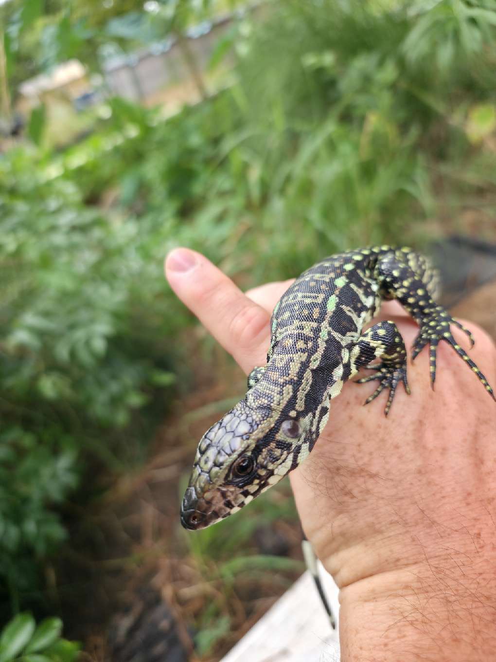 Blue Tegu - Stripes X Peggy 3