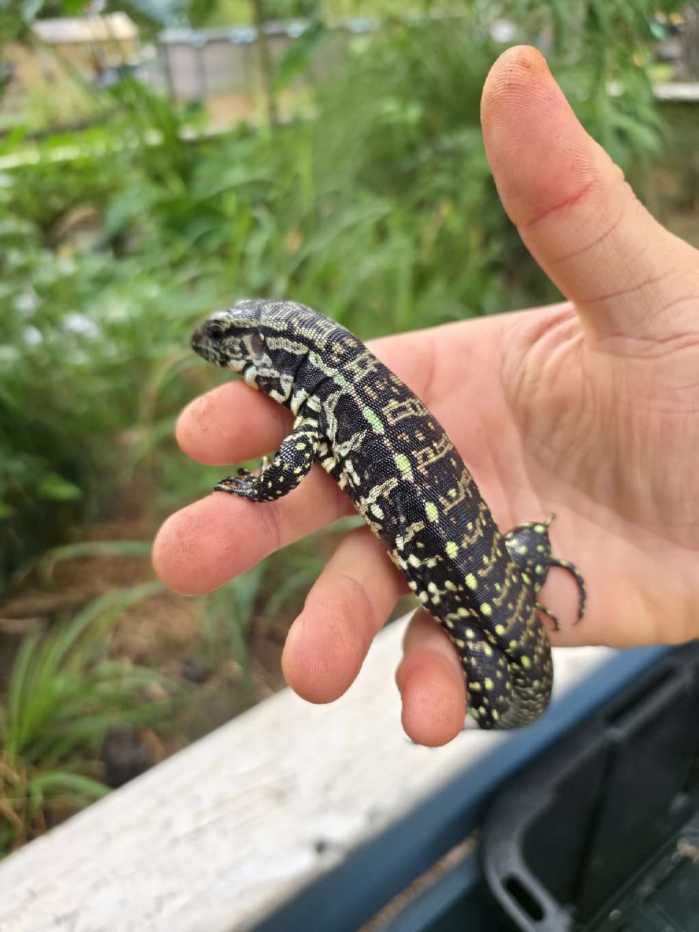 Blue Tegu - Stripes X Peggy 3