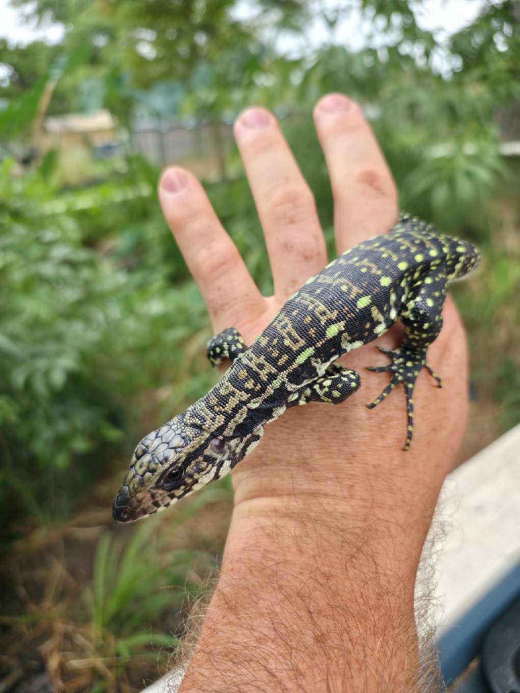 Blue Tegu - Stripes X Peggy 3