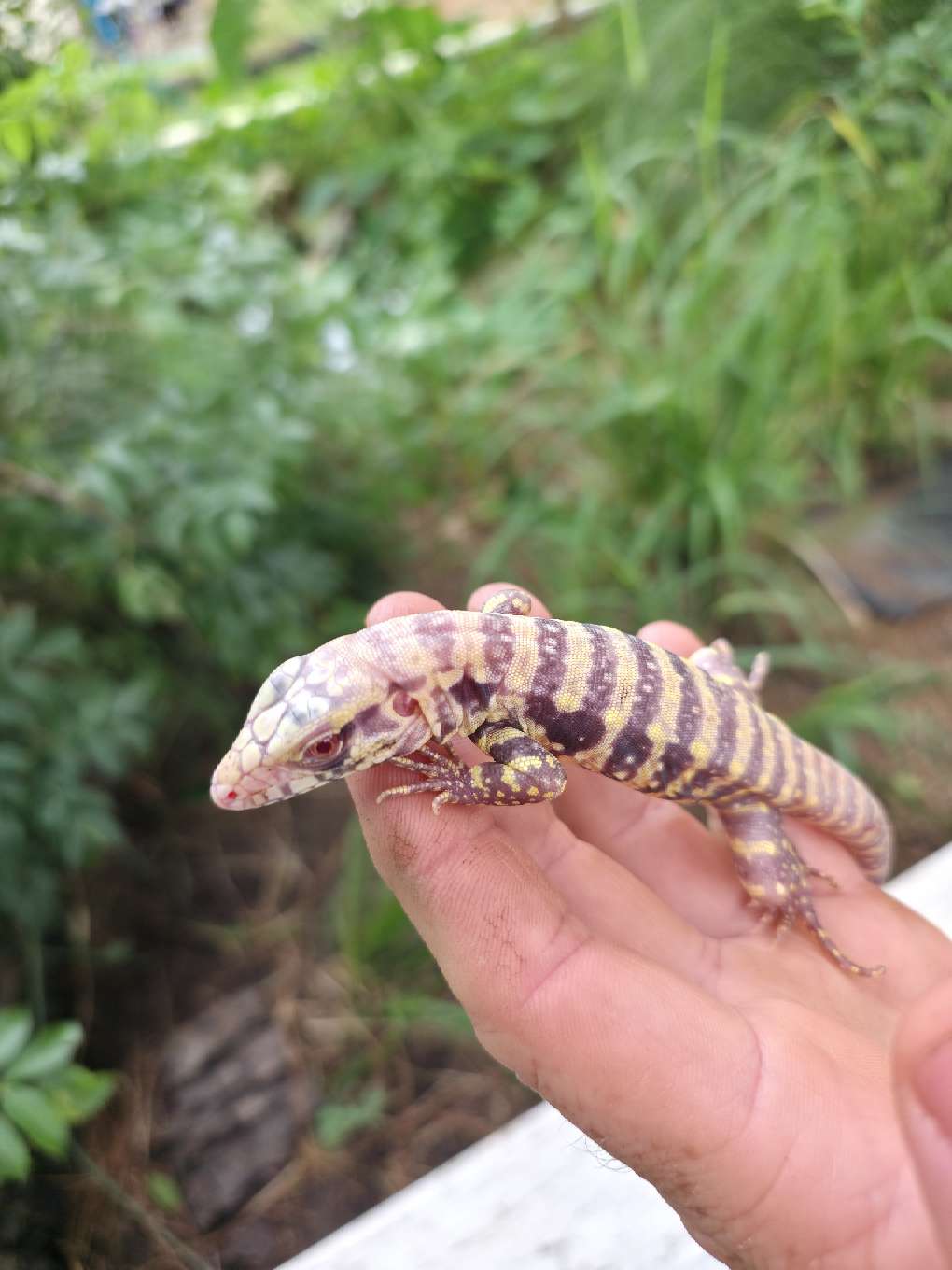 Female Blue Albino Tegu- JJ x Tiffany