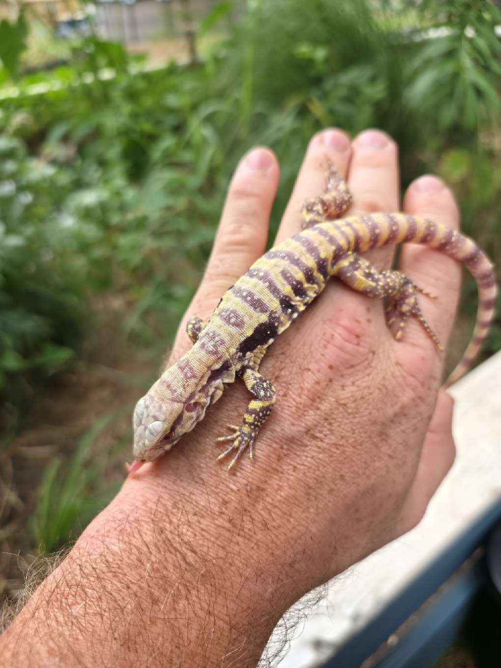 Male Blue Albino Tegu- JJ x Tiffany