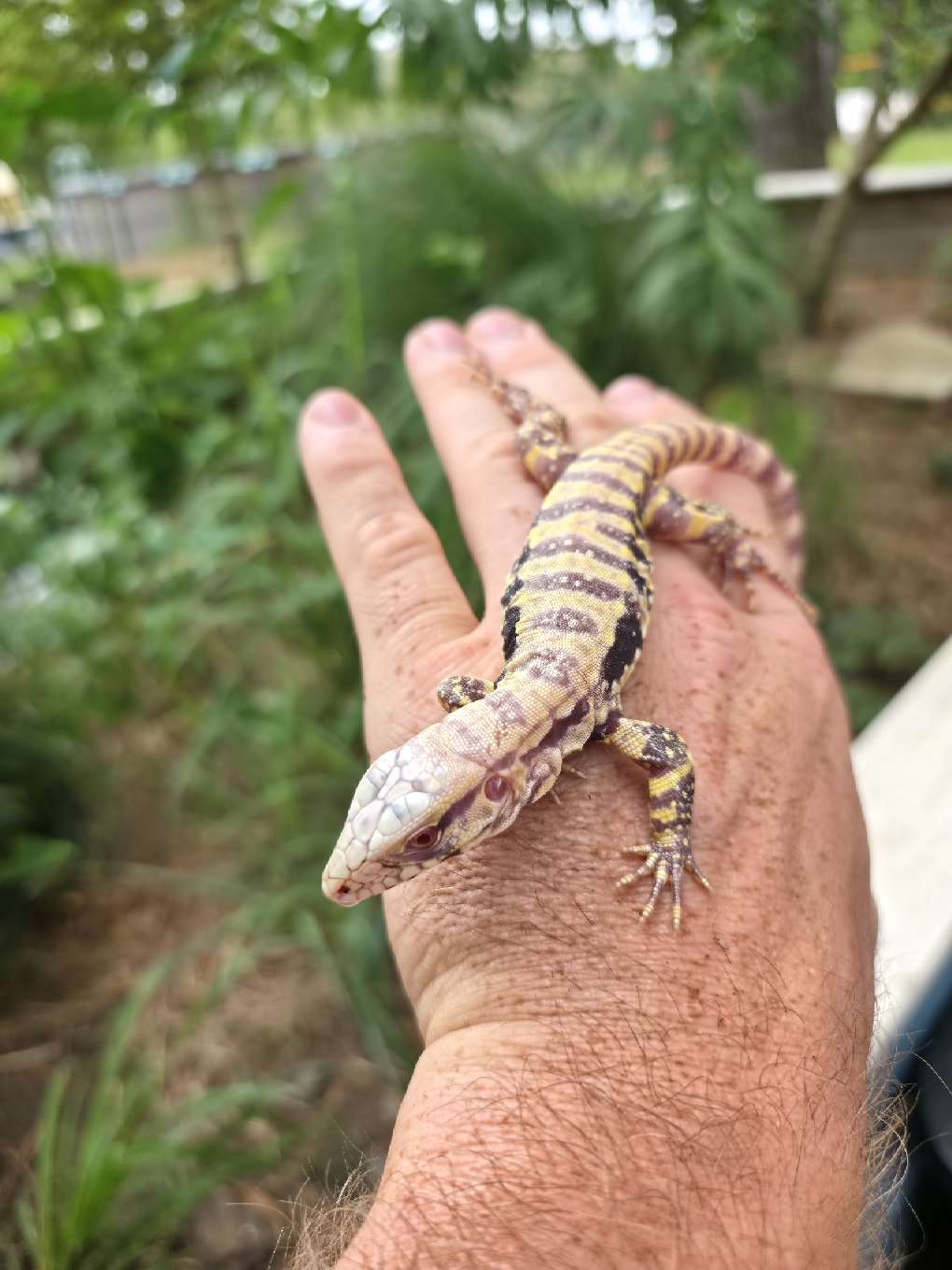 Male Blue Albino Tegu- JJ x Tiffany