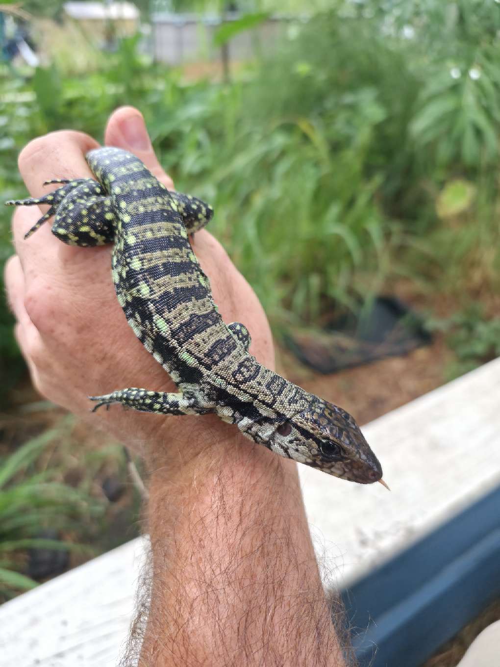 Male Blue Tegu- Aang x Tails