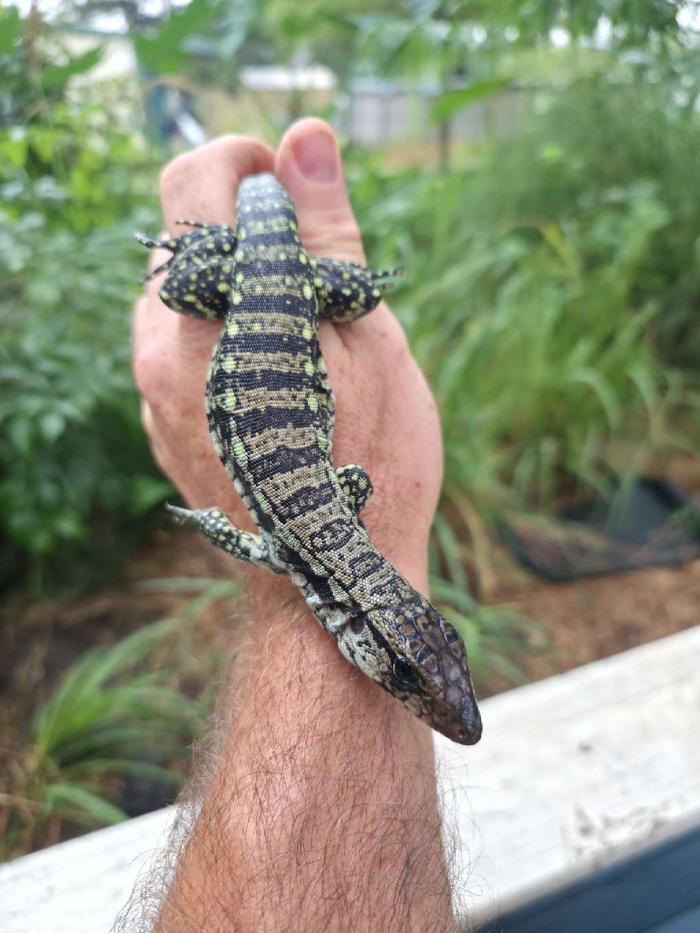 Male Blue Tegu- Aang x Tails