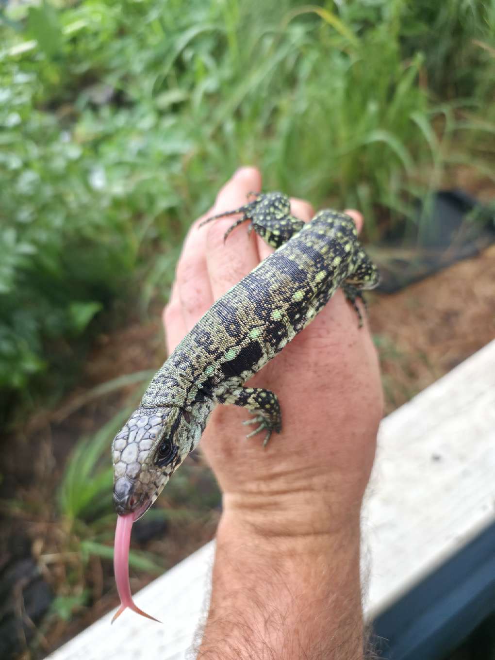 Male Blue Tegu- Aang x Tails