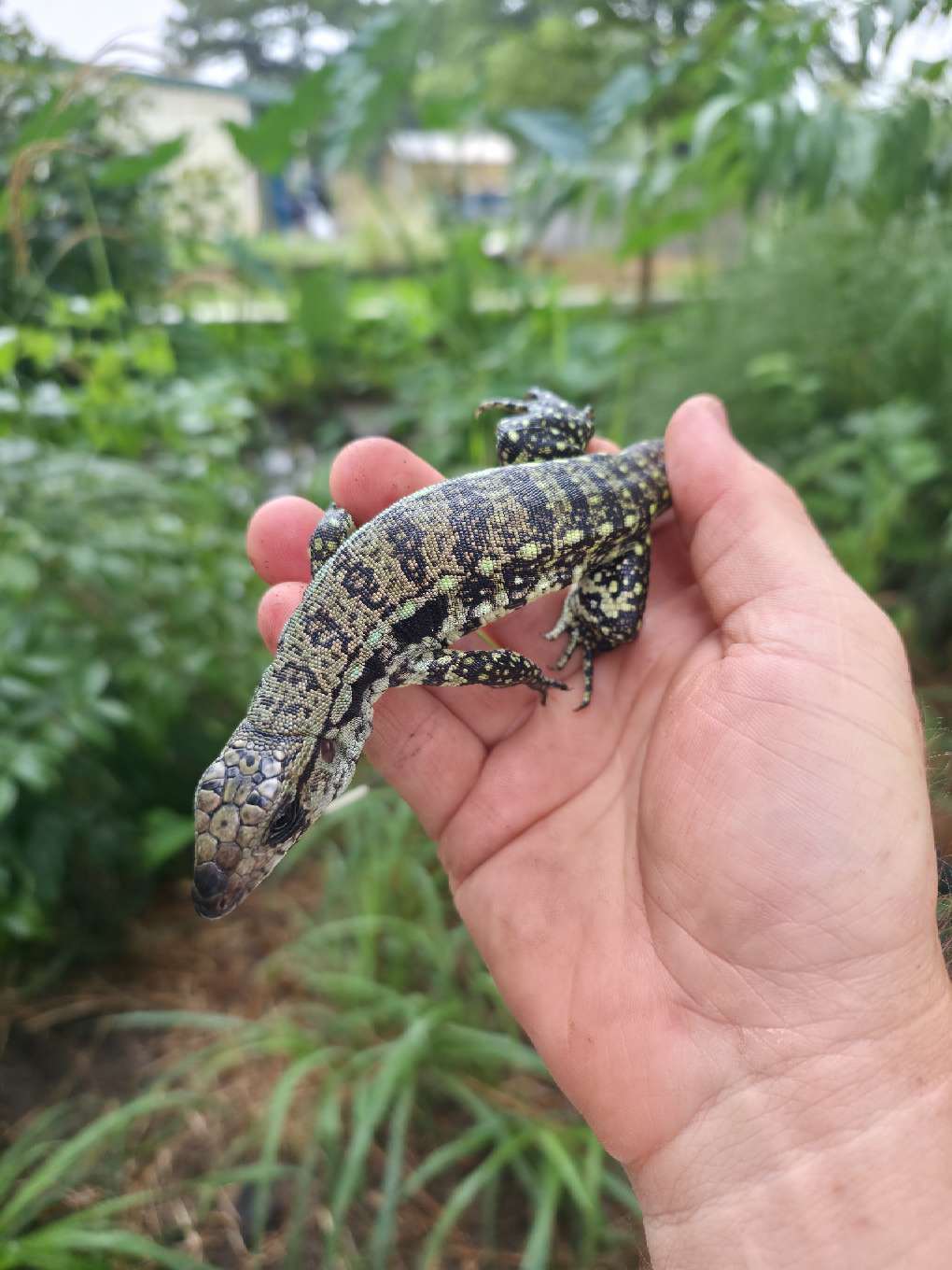 Male Blue Tegu- Aang x Tails