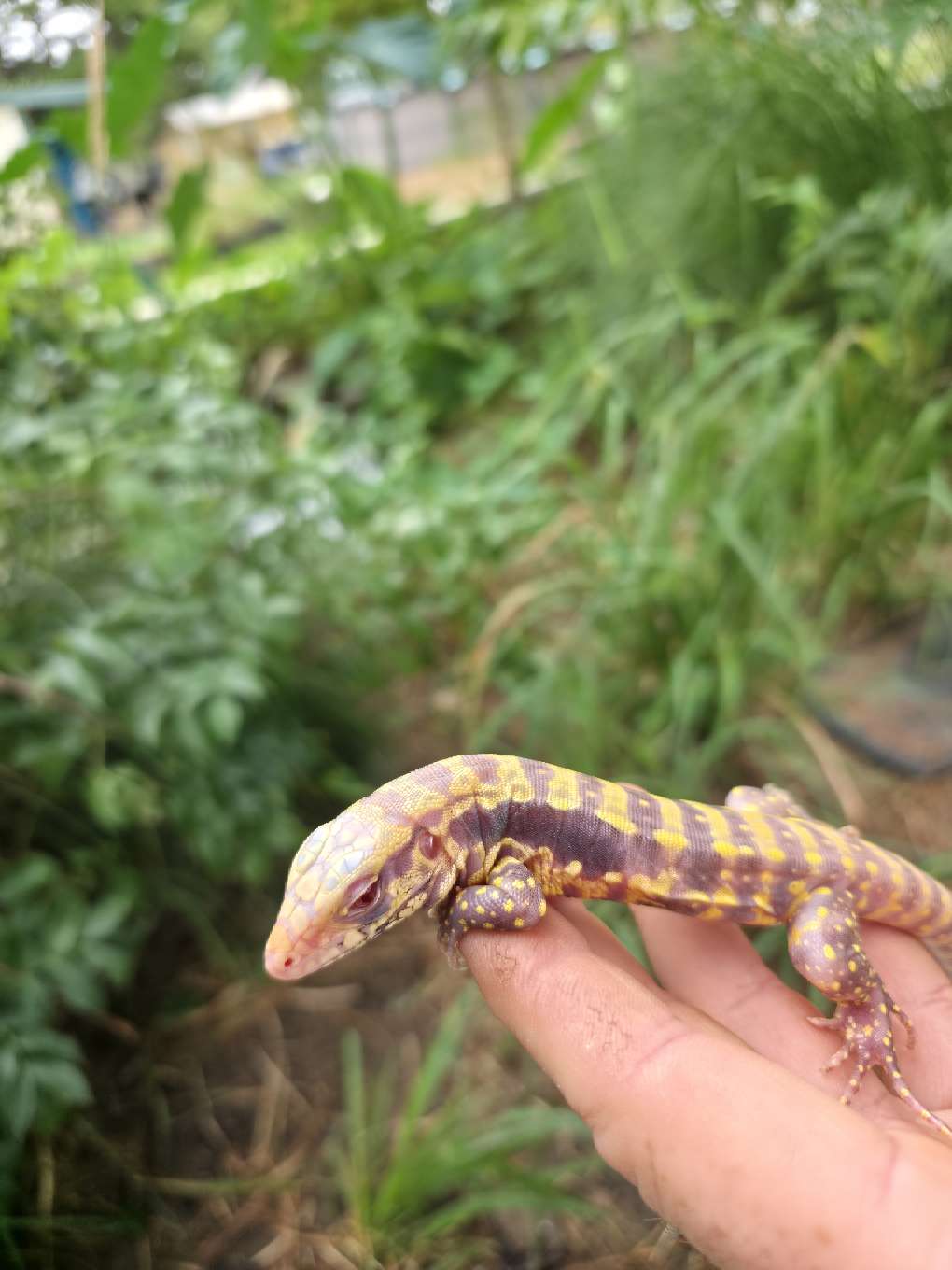 Male Blue Albino Tegu- Azurite x Triana