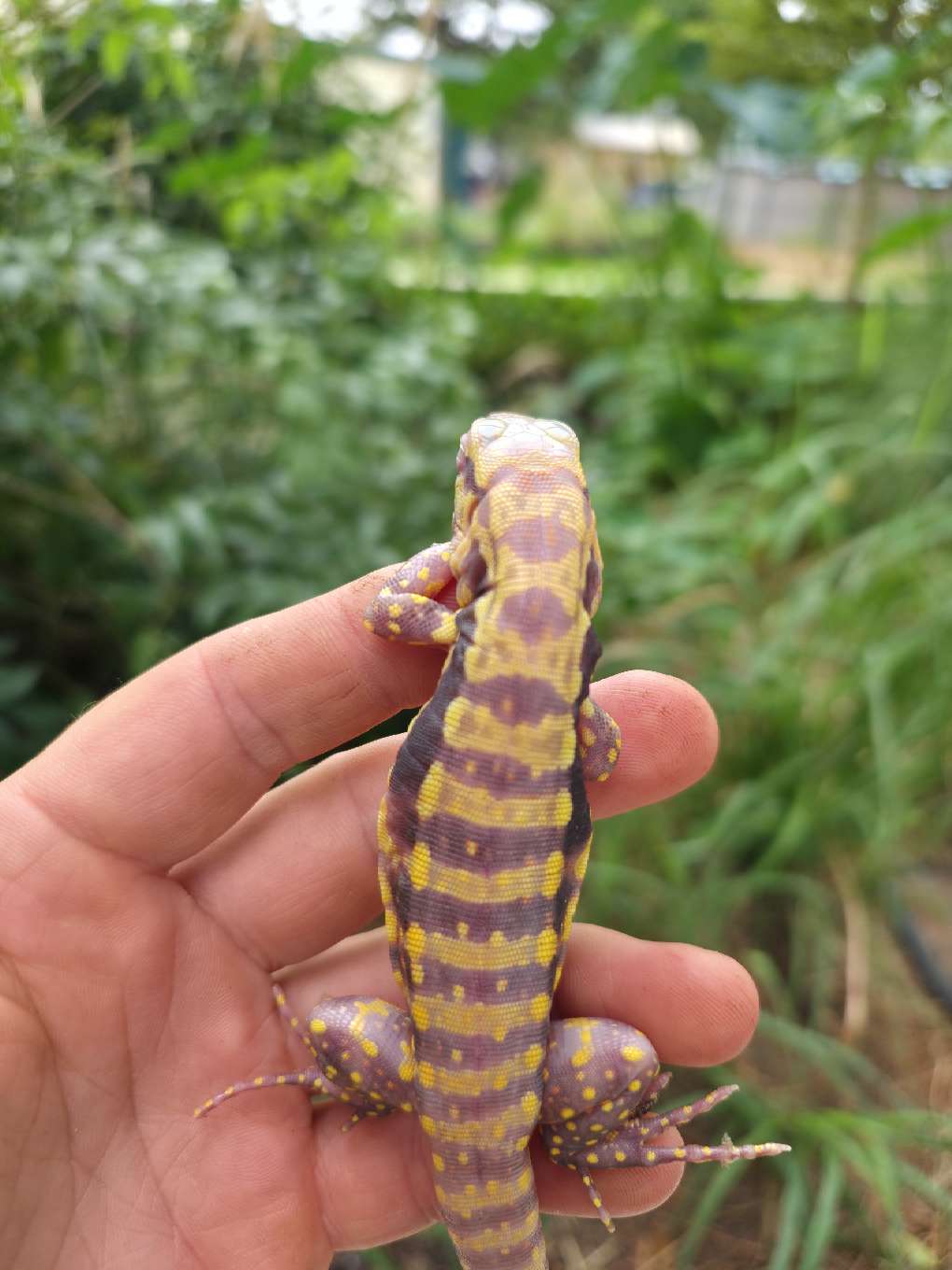 Male Blue Albino Tegu- Azurite x Triana