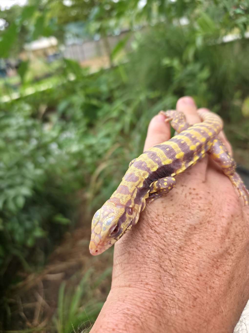 Male Blue Albino Tegu- Azurite x Triana