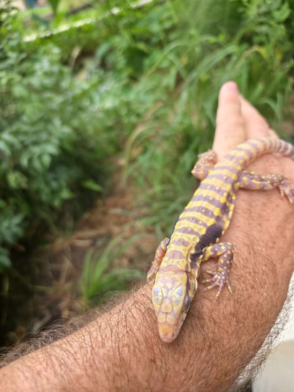 Male Blue Albino Tegu- Azurite x Triana