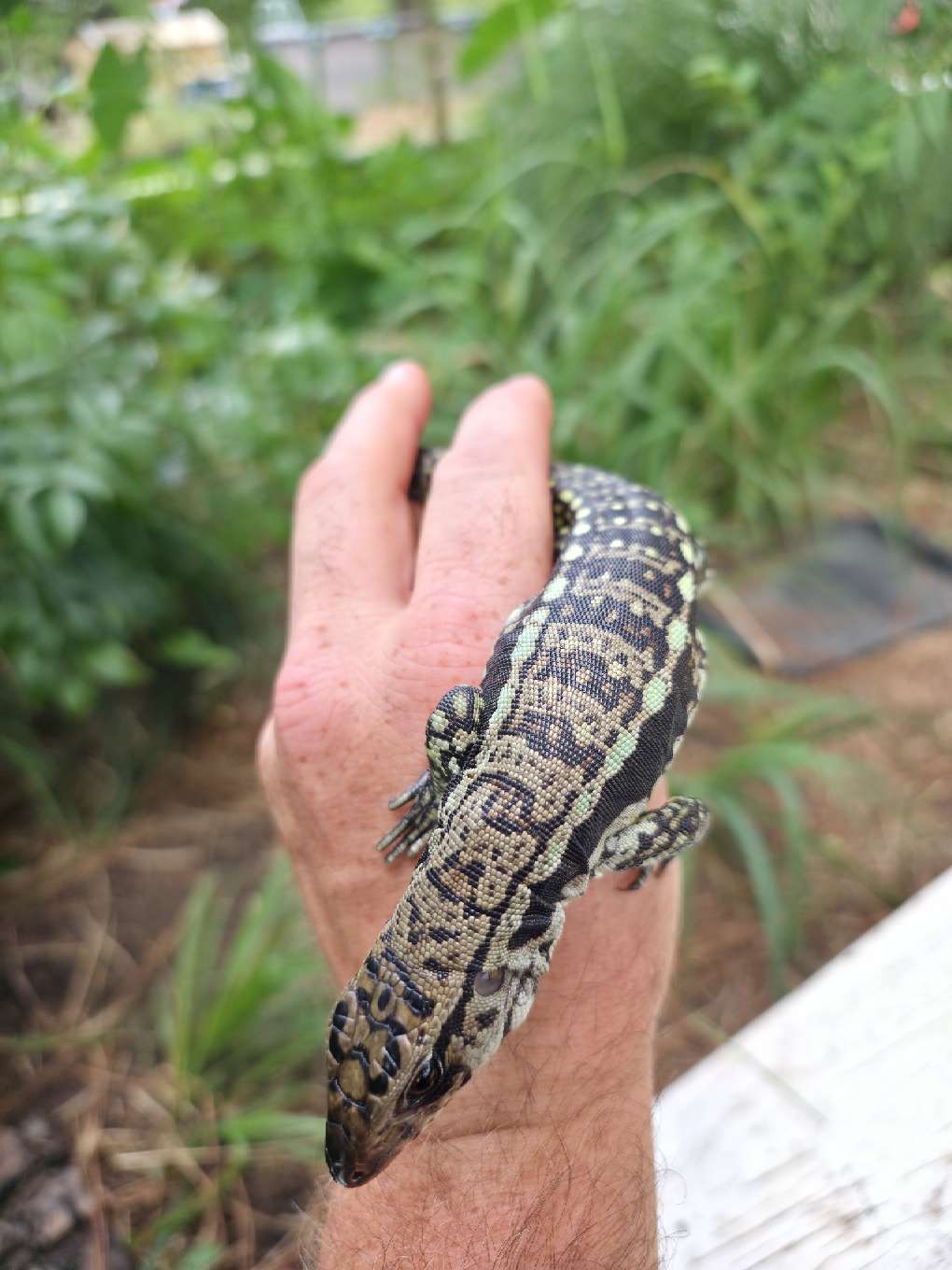Male Blue Tegu - Bandit x Wendy