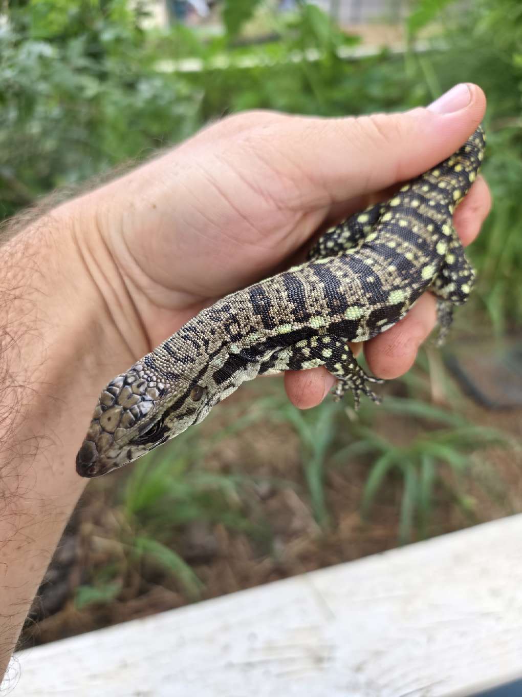 Female Blue Tegu - Bandit x Wendy