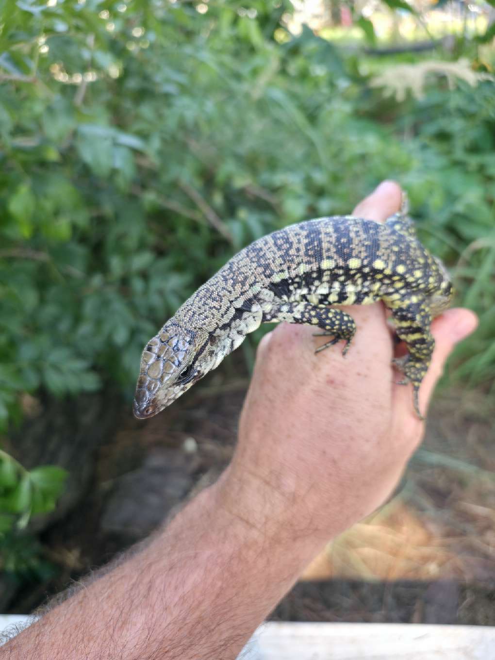 Male Blue Tegu- JJ x Tiffany