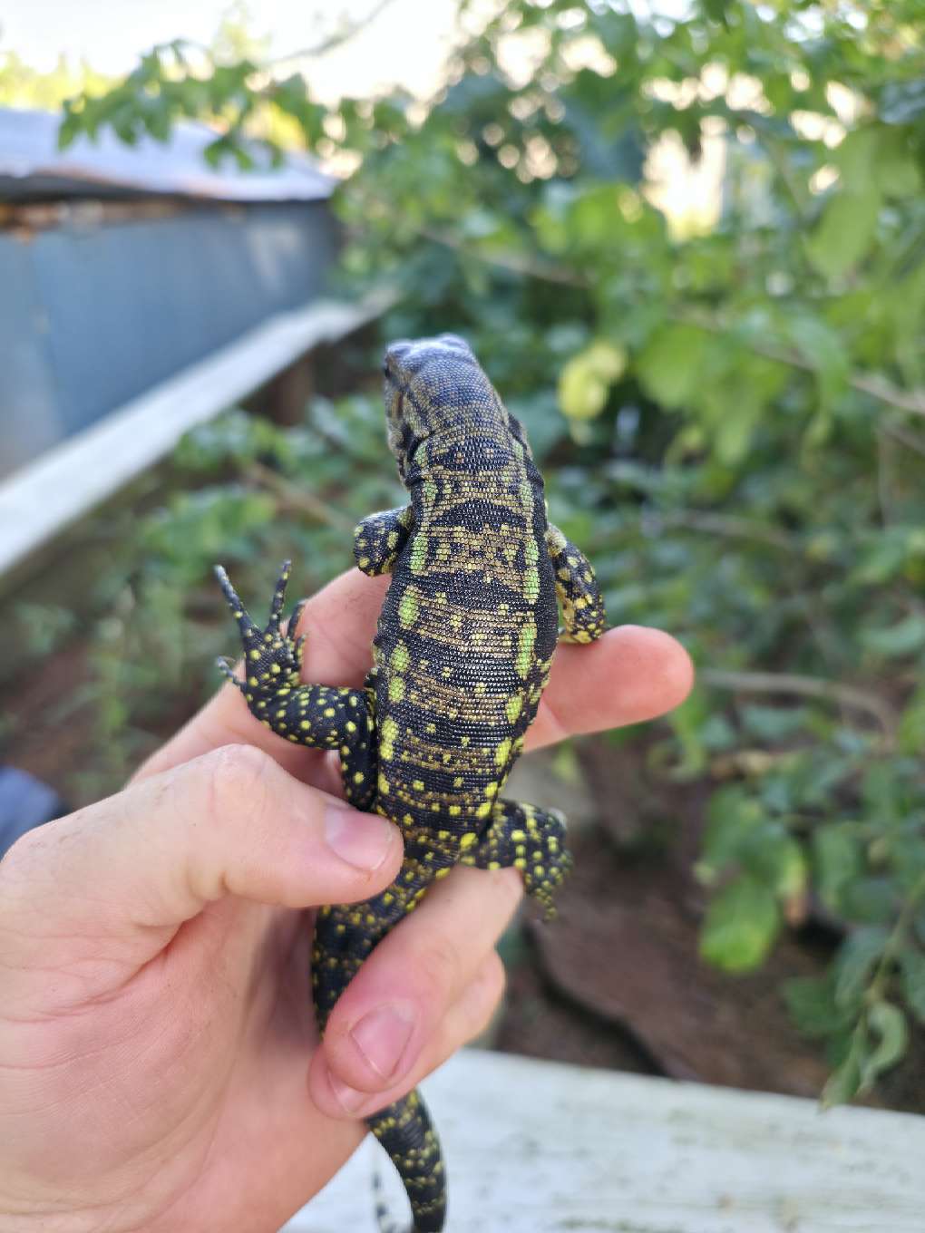 Male Blue Tegu 66% Het Albino- Azurite x Triana