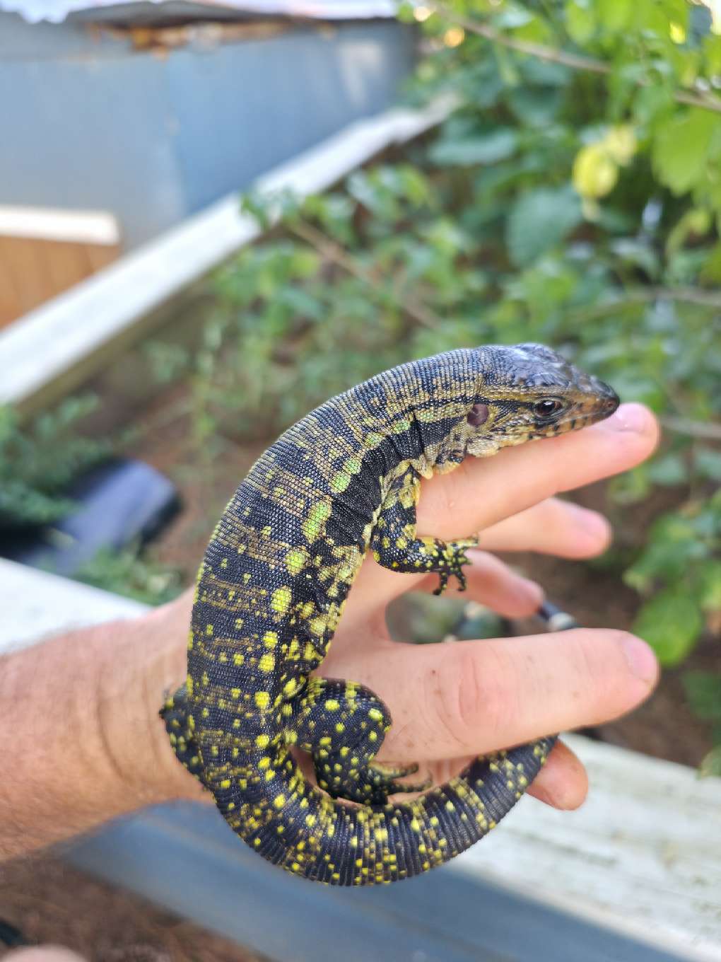 Male Blue Tegu 66% Het Albino- Azurite x Triana