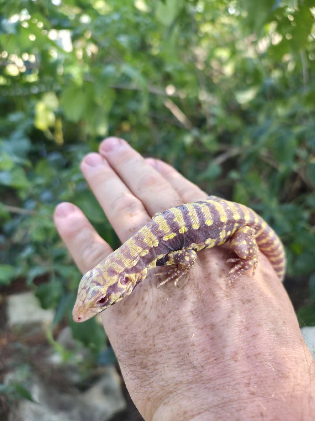 Male Blue Albino Tegu- Tsunami x Luna