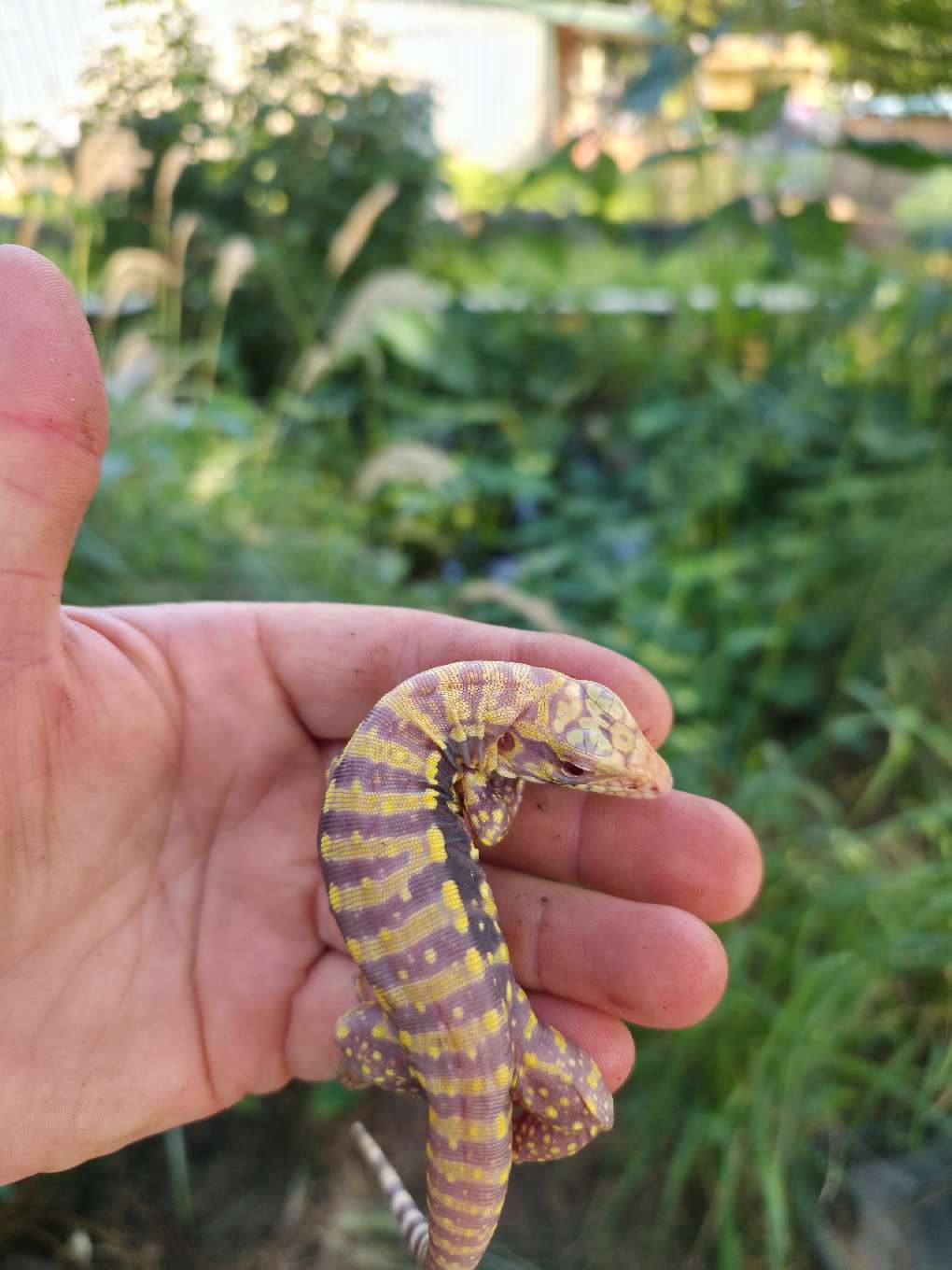Male Blue Albino Tegu- Tsunami x Luna