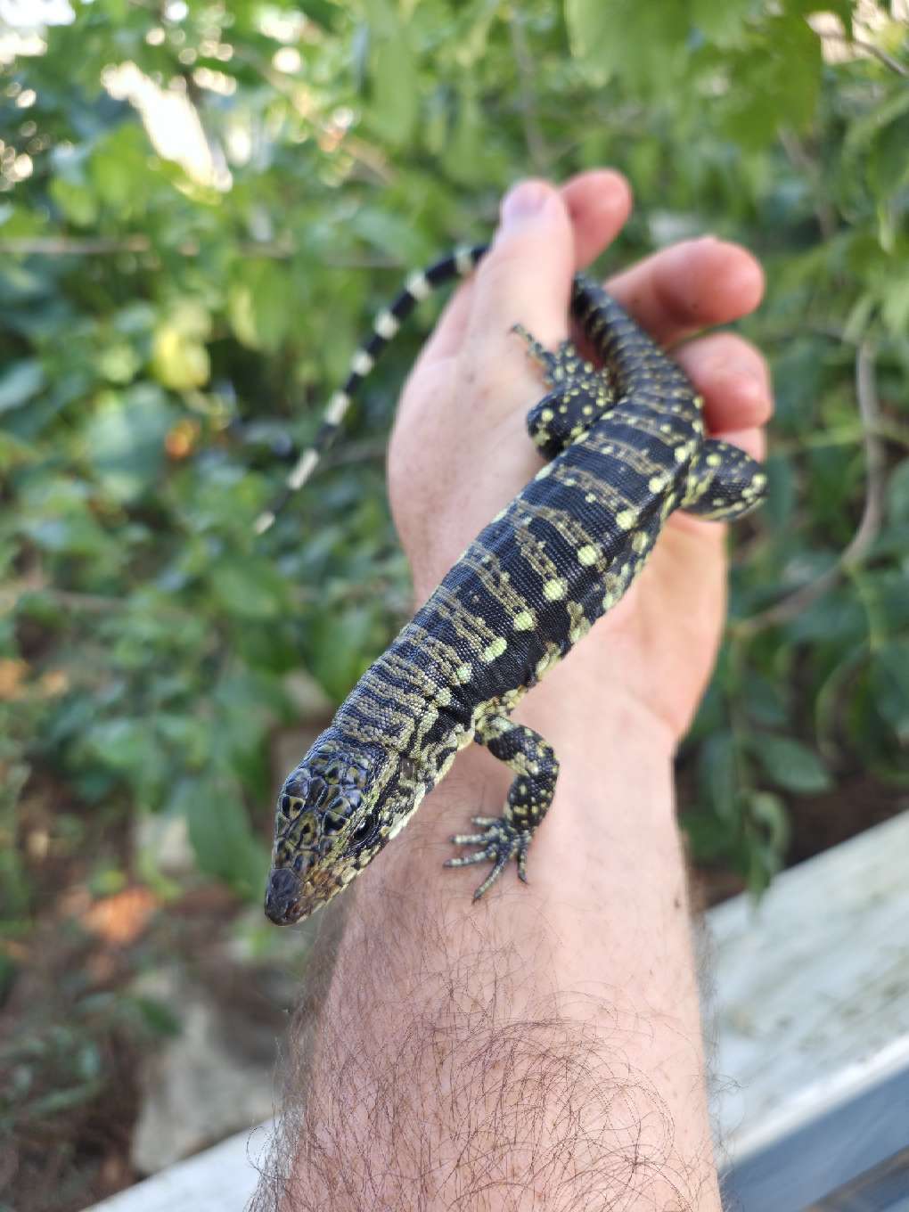 Male Blue Tegu 100% Het Albino- Tsunami x Luna
