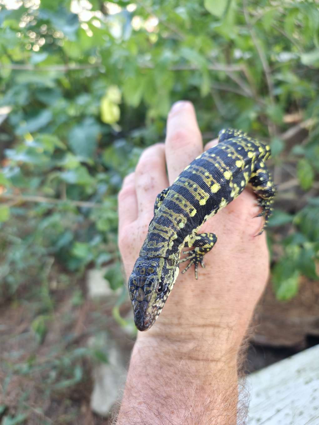 Female Blue Tegu 100% Het Albino- Tsunami x Luna