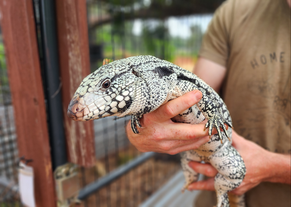 Male Blue Tegu 100% Het Albino- Tsunami x Luna