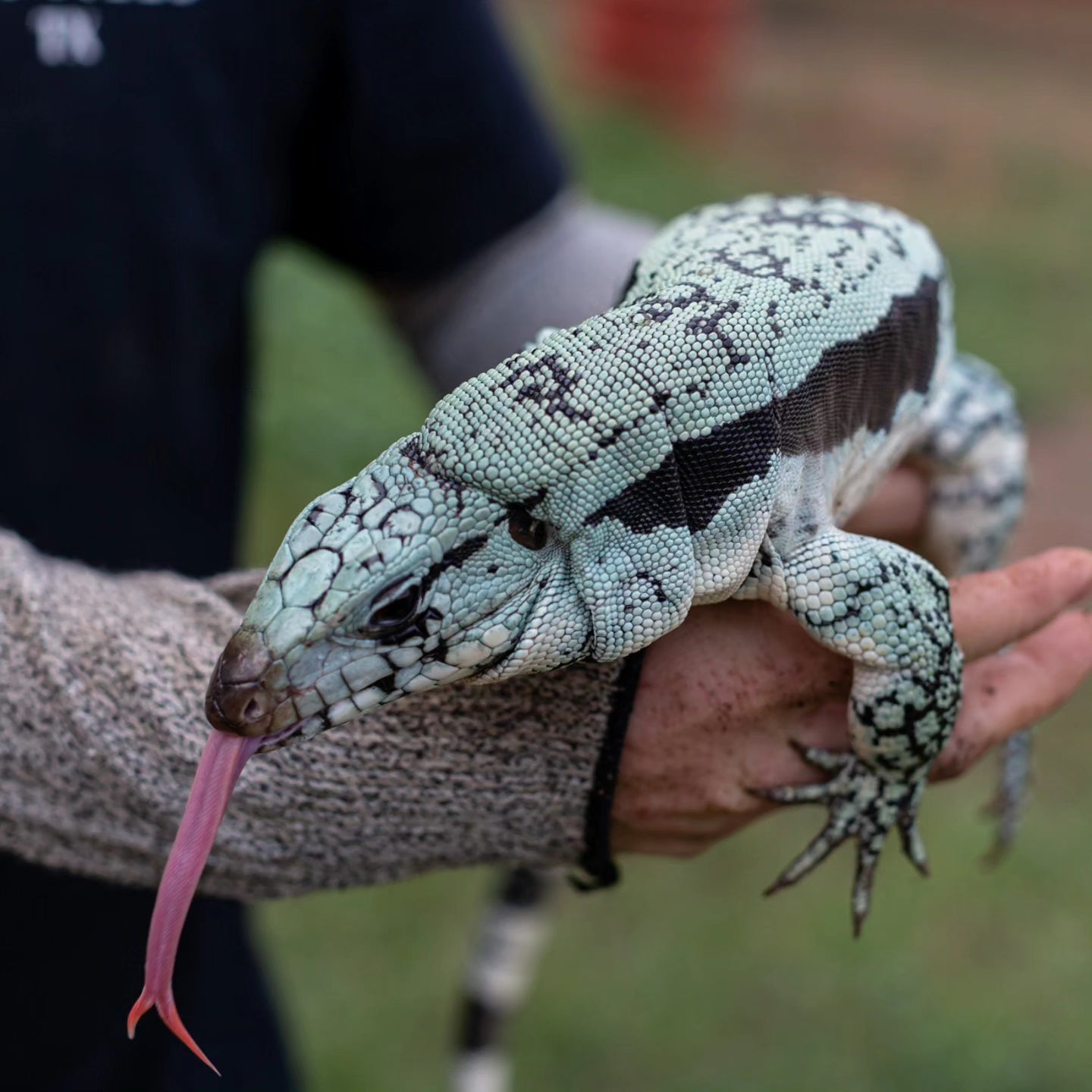 Male Blue Tegu- Legacy X Destiny