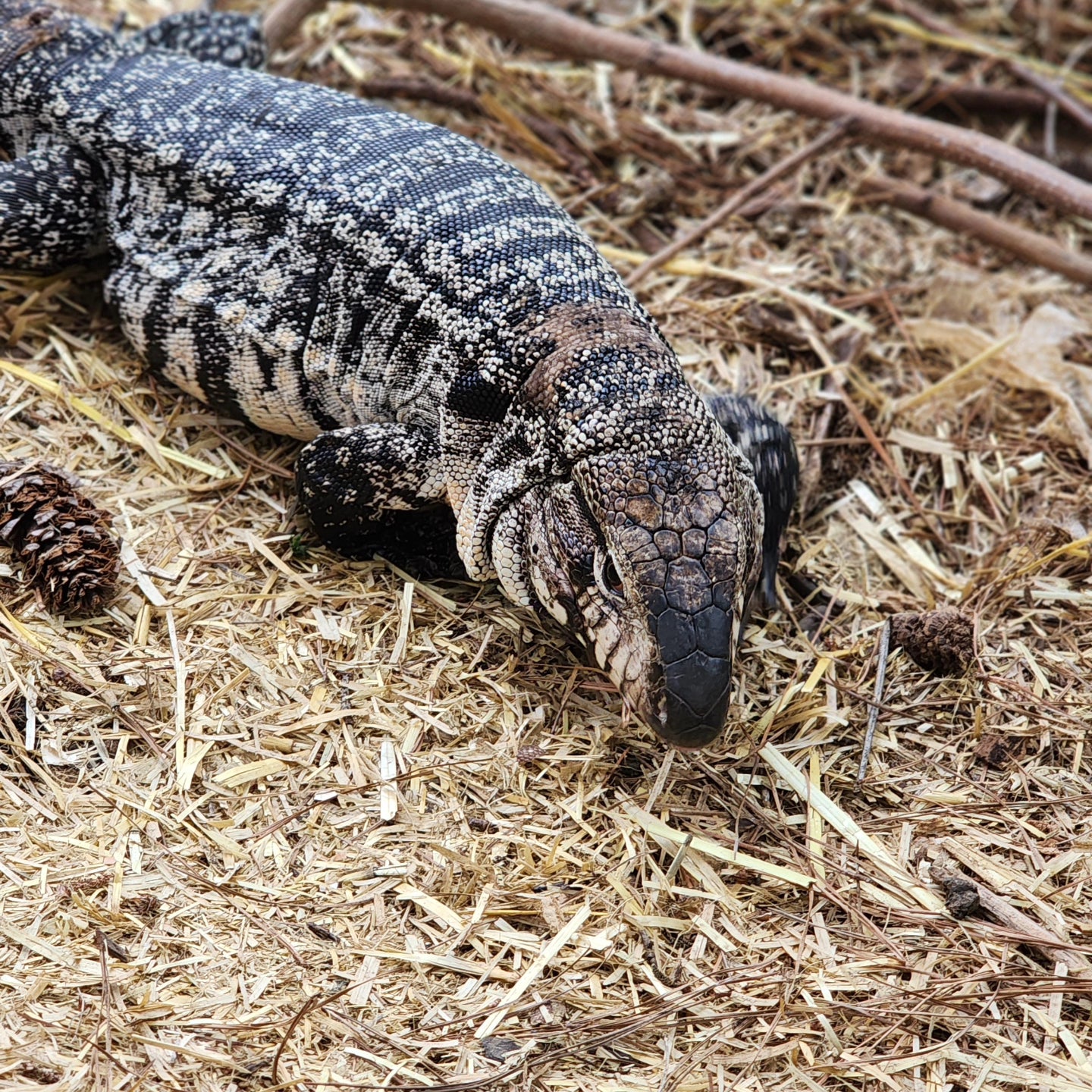Custom Balance Payment for Hybrid Tegu- Oddball X Panther