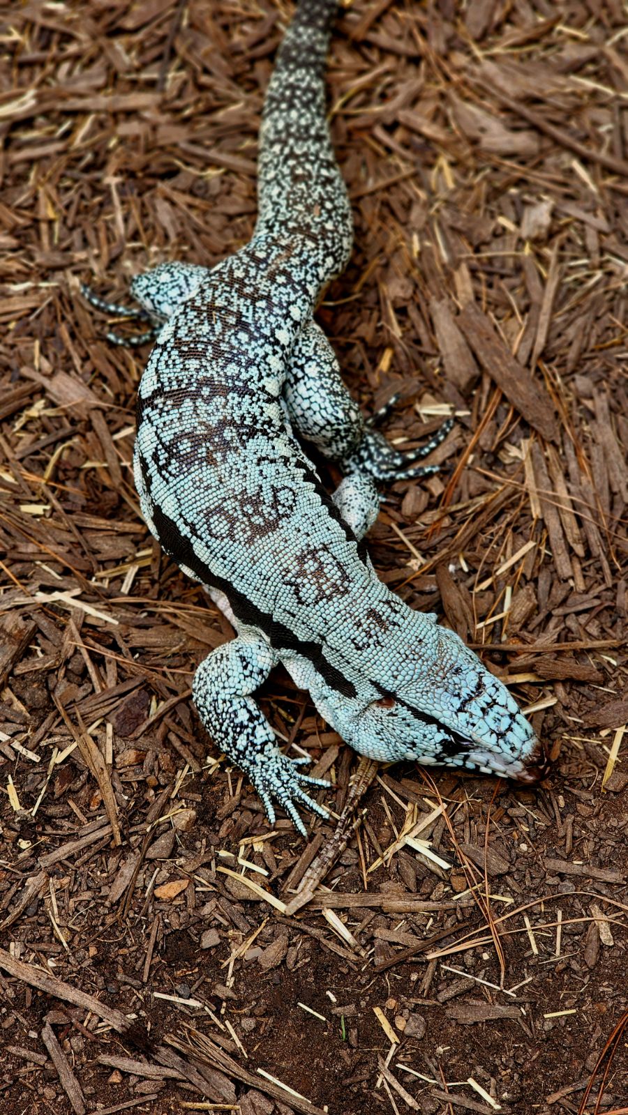 Female Blue Tegu- Legacy X Stormy