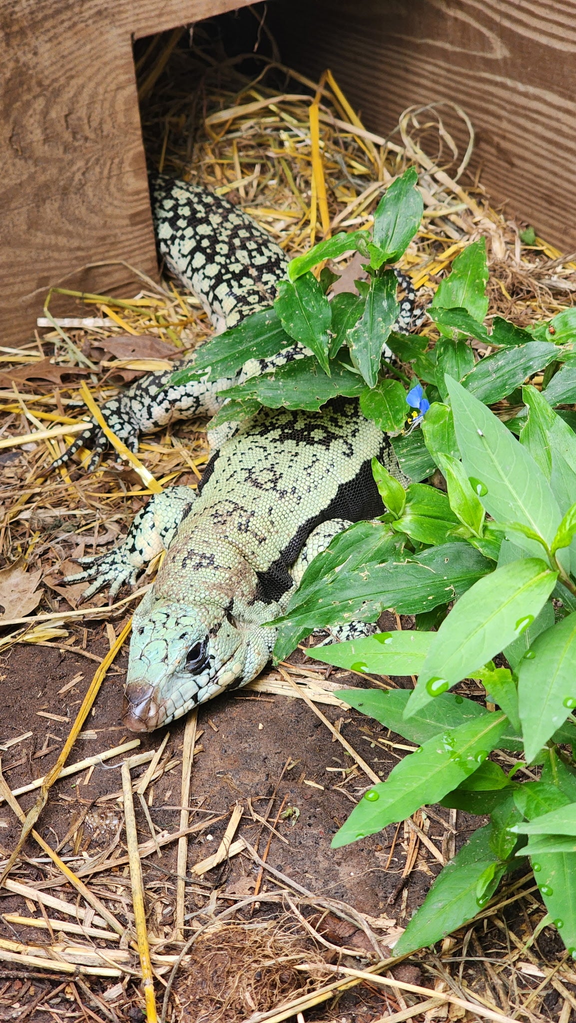 Deposit for Blue Tegu- Legacy X Destiny (AKA A+ Female)