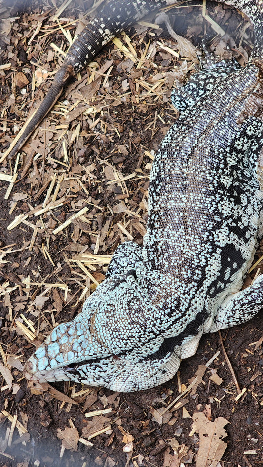 Blue Tegu - Stripes X Trixie