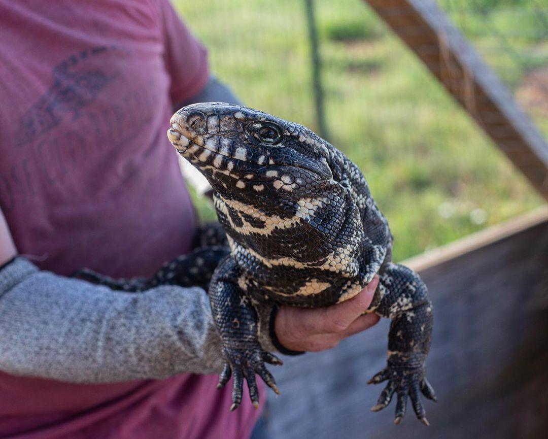 Deposit Argentine Black and White Tegu- Thor x Scar