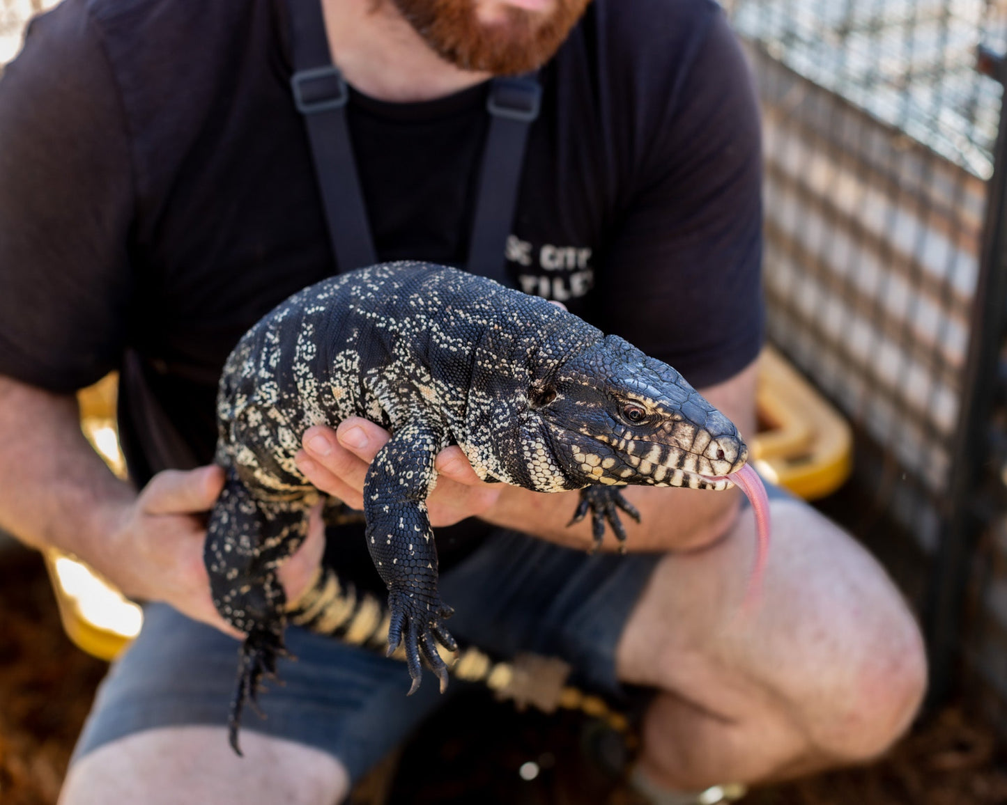 Deposit High Black Tegu- Plague X Marseille