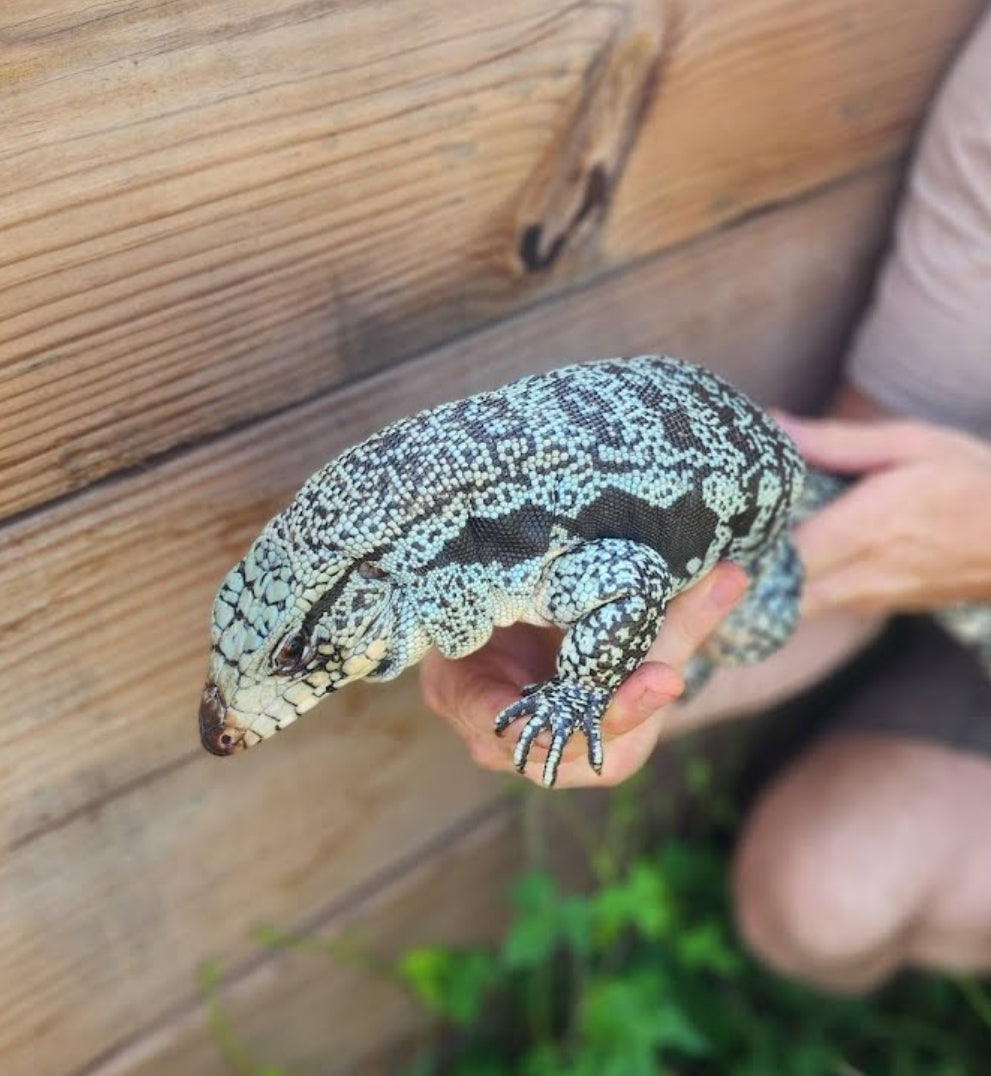Female Blue Tegu - Stripes X Peggy