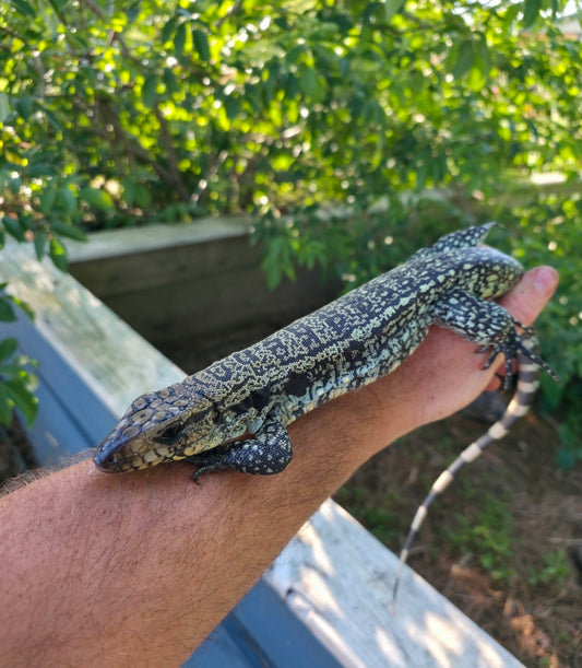 Female Blue Tegu- Aang x Tails