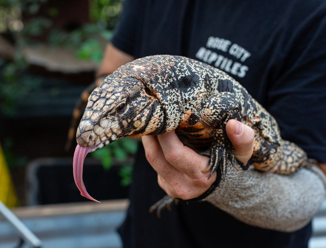Deposit Tribrid Tegu- Rajah x Trinity