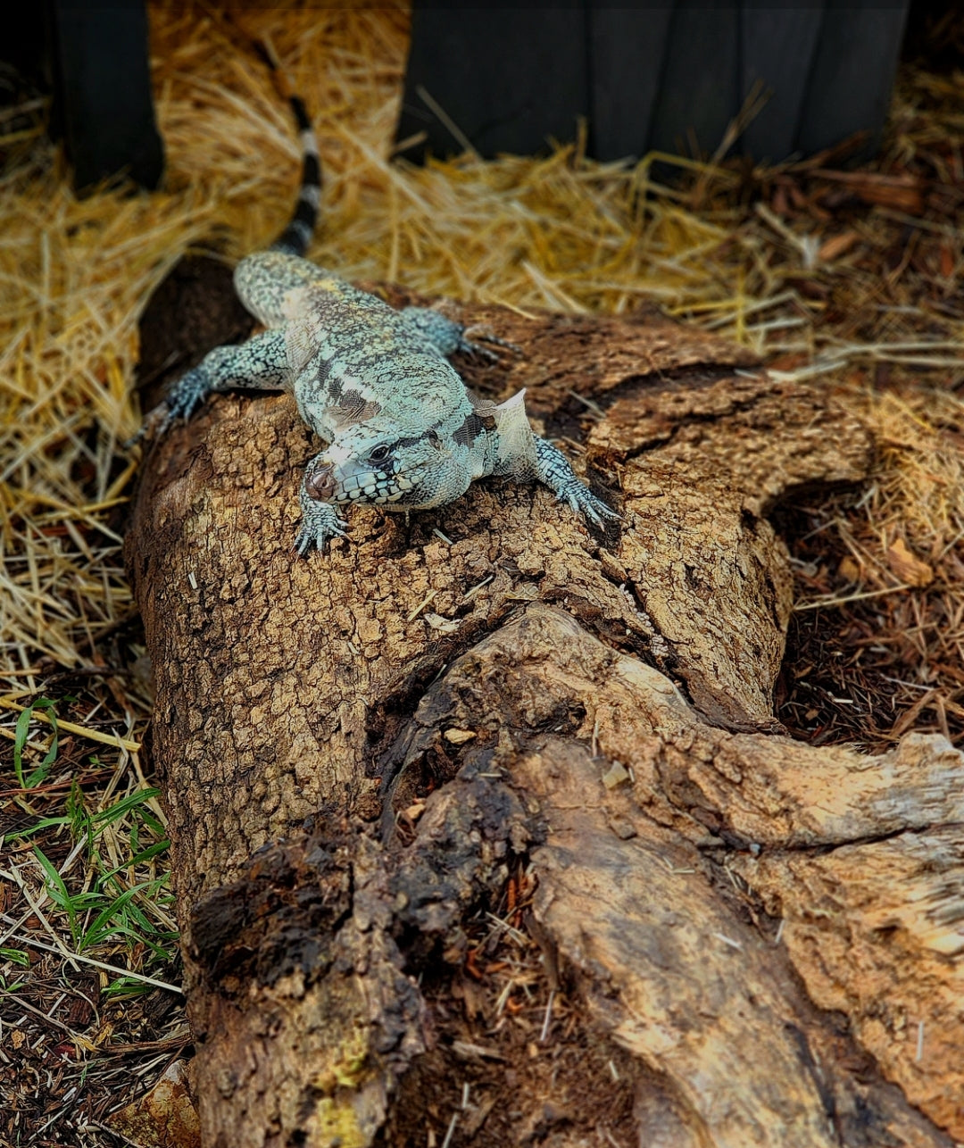 Female Blue Tegu- Legacy X Stormy