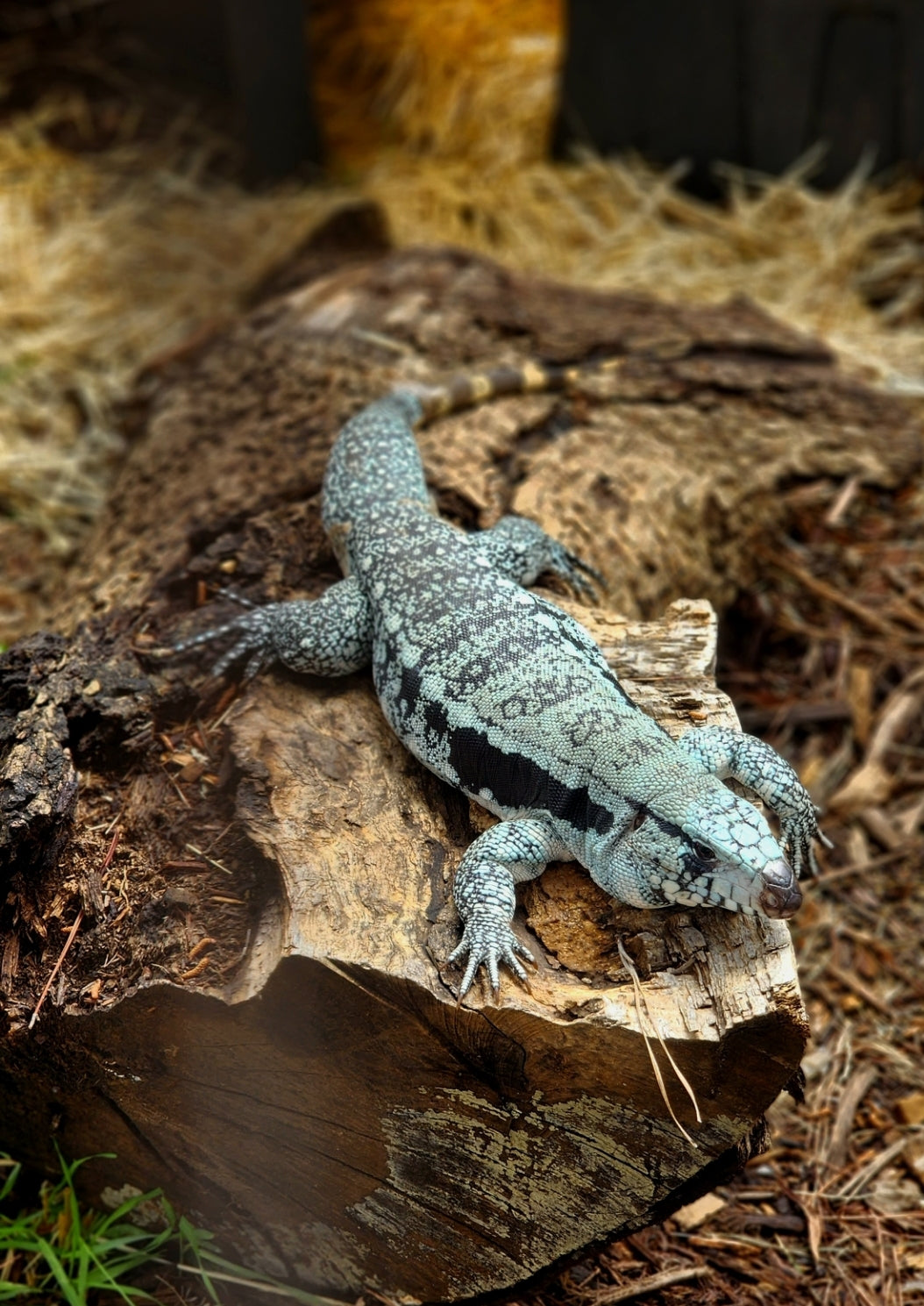 Female Blue Tegu- Legacy X Stormy