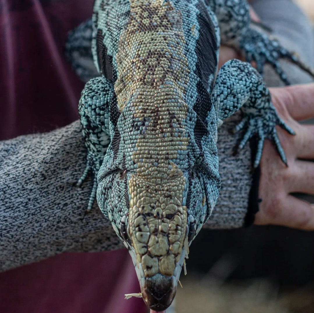 Female Blue Tegu- Legacy X Stormy